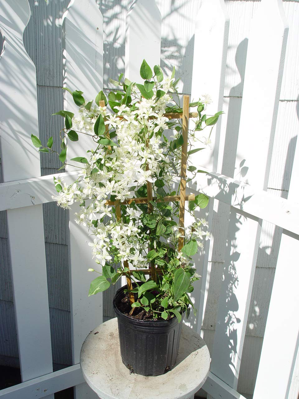 Clematis paniculata (Sweet Autumn Clematis) Perennial, white flowers, 8`` - Size Container