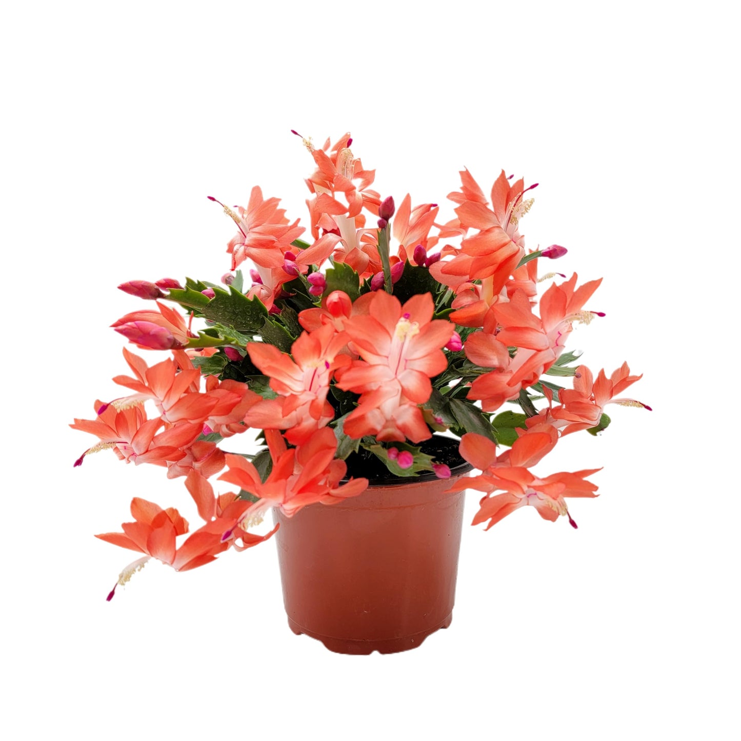 Wonderland Flora Thanksgiving Cactus, Live Indoor Plant, Flowering Houseplant, Orange Seasonal Blooms, 4-Inch Pot, Pet Safe Holiday Decor, Free Heat Pack