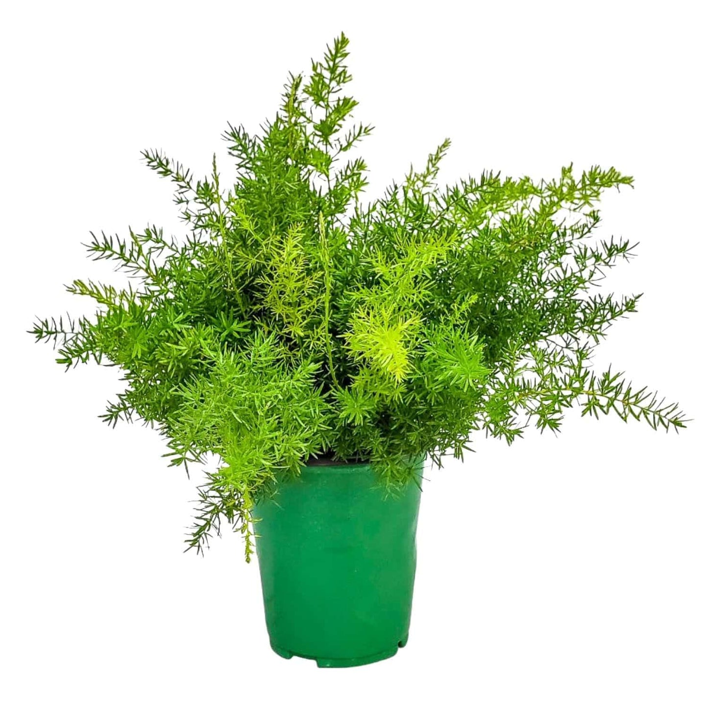 Sprengeri Fern – Live Asparagus Fern in 1 Gallon Nursery Pot – Lush, Cascading Green Foliage for Shade Gardens & Indoor Spaces – Easy-Care Perennial, Thrives in Humidity