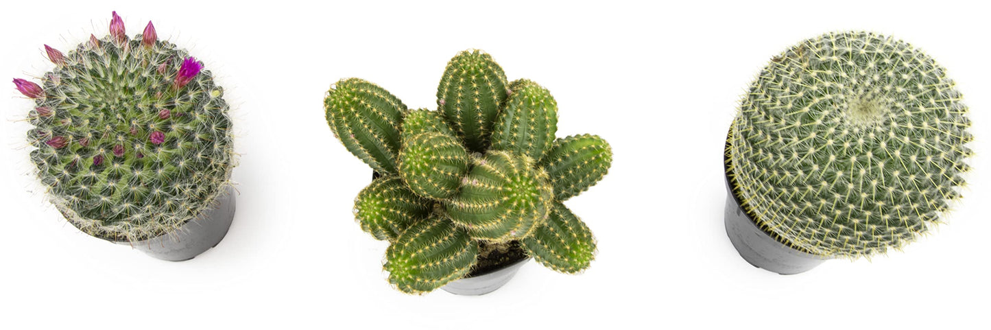 Altman Plants, Assorted Cactus Plants Live Plants (3PK), Cactus Plant Live Succulents Plants Live Cactus Decor, Indoor Plants Live House Plants in Cactus Soil, Live Cacti Plants Live Succulent Plants