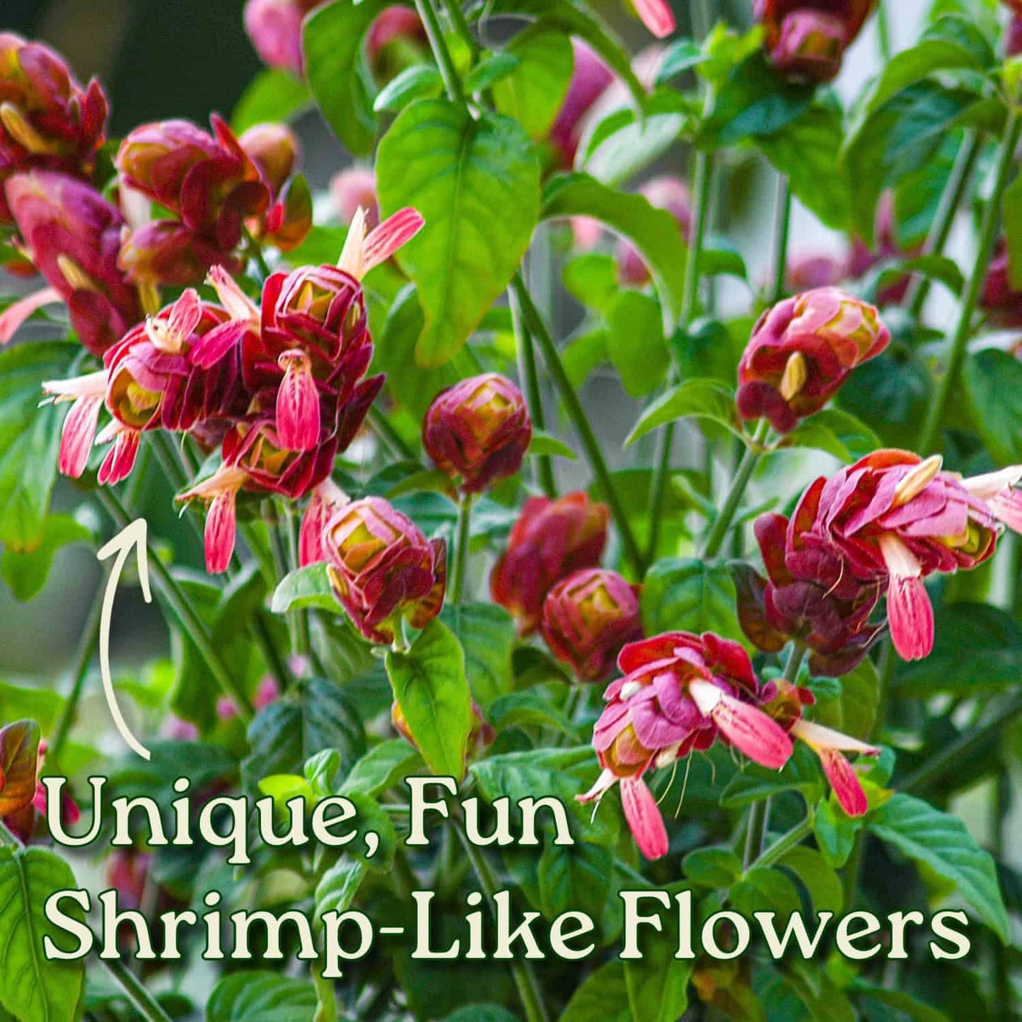 Tropical Plants of Florida Shrimp Plant Bush Live - 3 Gallon 18 to 22 Inch Tall Tropical Flowering Shrub Patio Outdoor Garden Plant