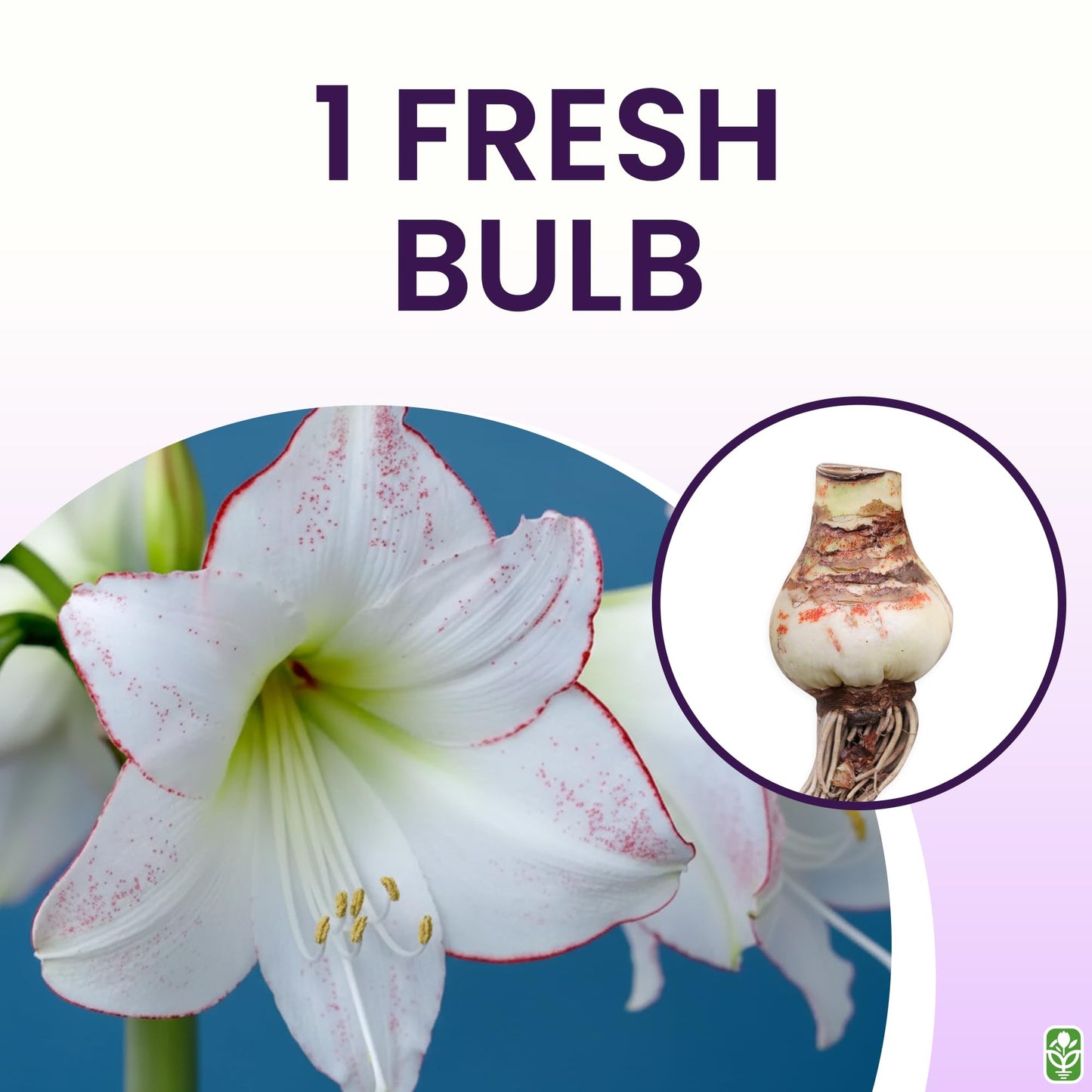 Picasso White Amaryllis Bulb – Large Bulb for Planting, Pink/Red Edges, 4-8 Blooms, 16–24" Tall – Elegant Indoor & Outdoor Plant – Low-Maintenance Amaryllis Bulb (Not in Wax)