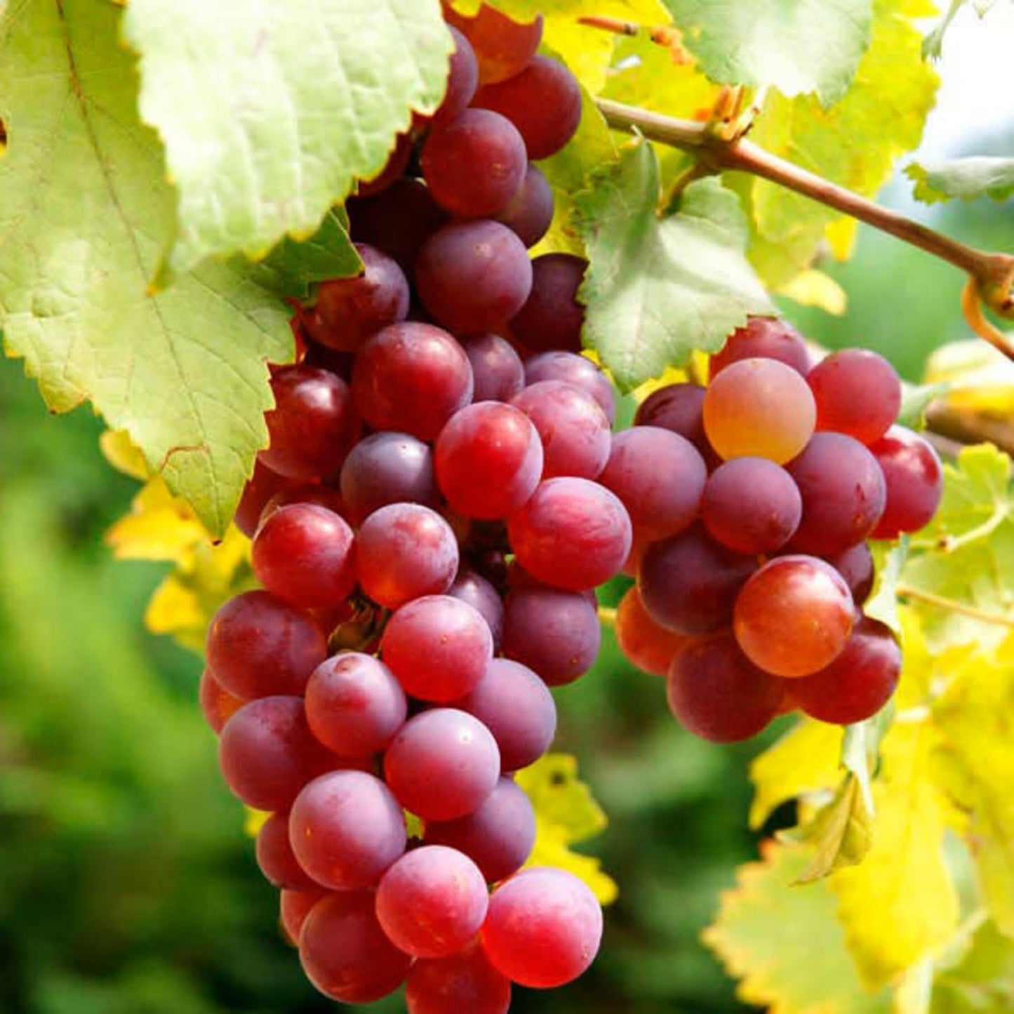 Red Grape Vine Plant Live for Planting 1 to 2 Years Old, Bunch Grape Plant Live Grape Tree, Grape Fruit Tree for Planting