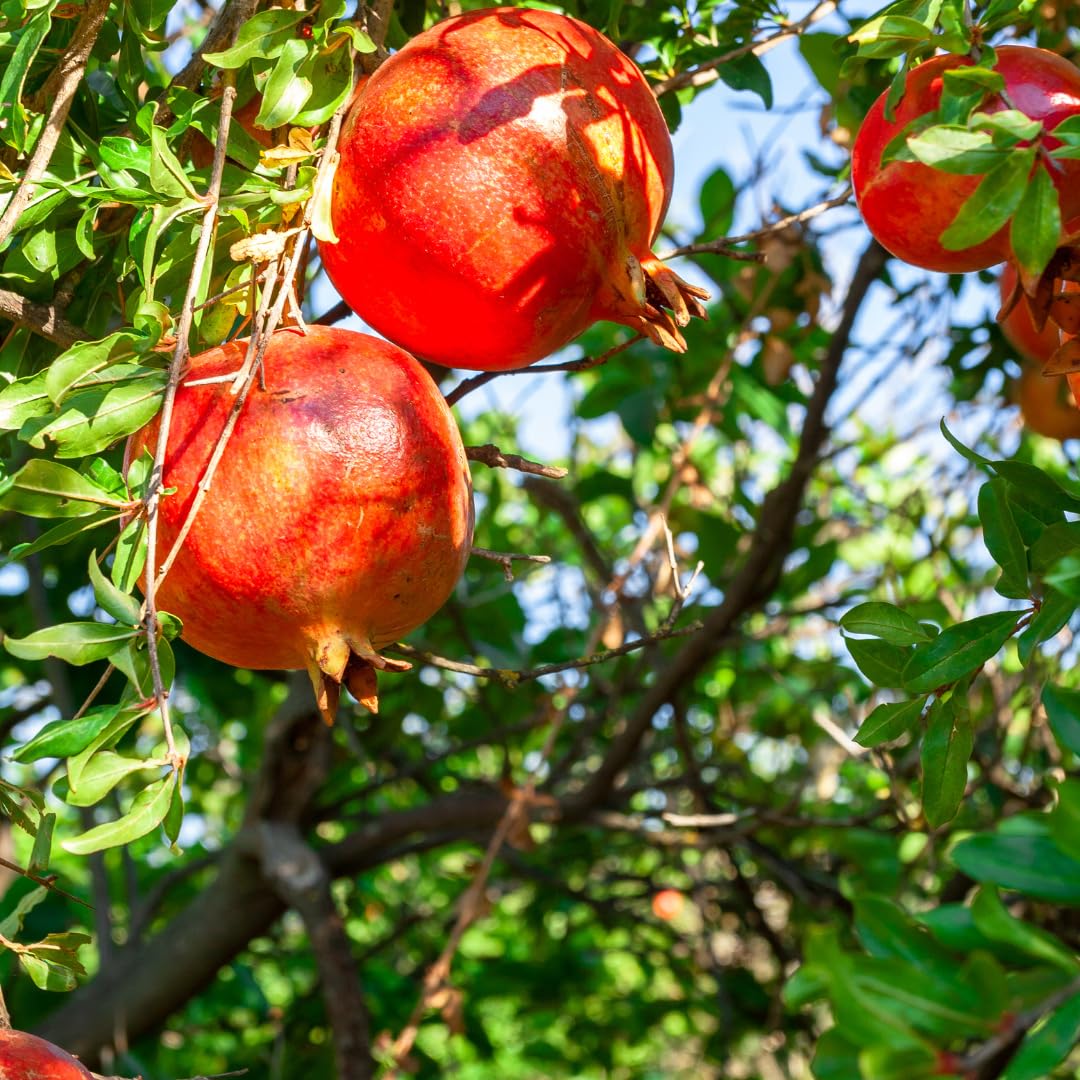 Pomegranate Tree Plant Live, Pomegranate Fruit Plant, 4 Inch Pot, Ready for Planting
