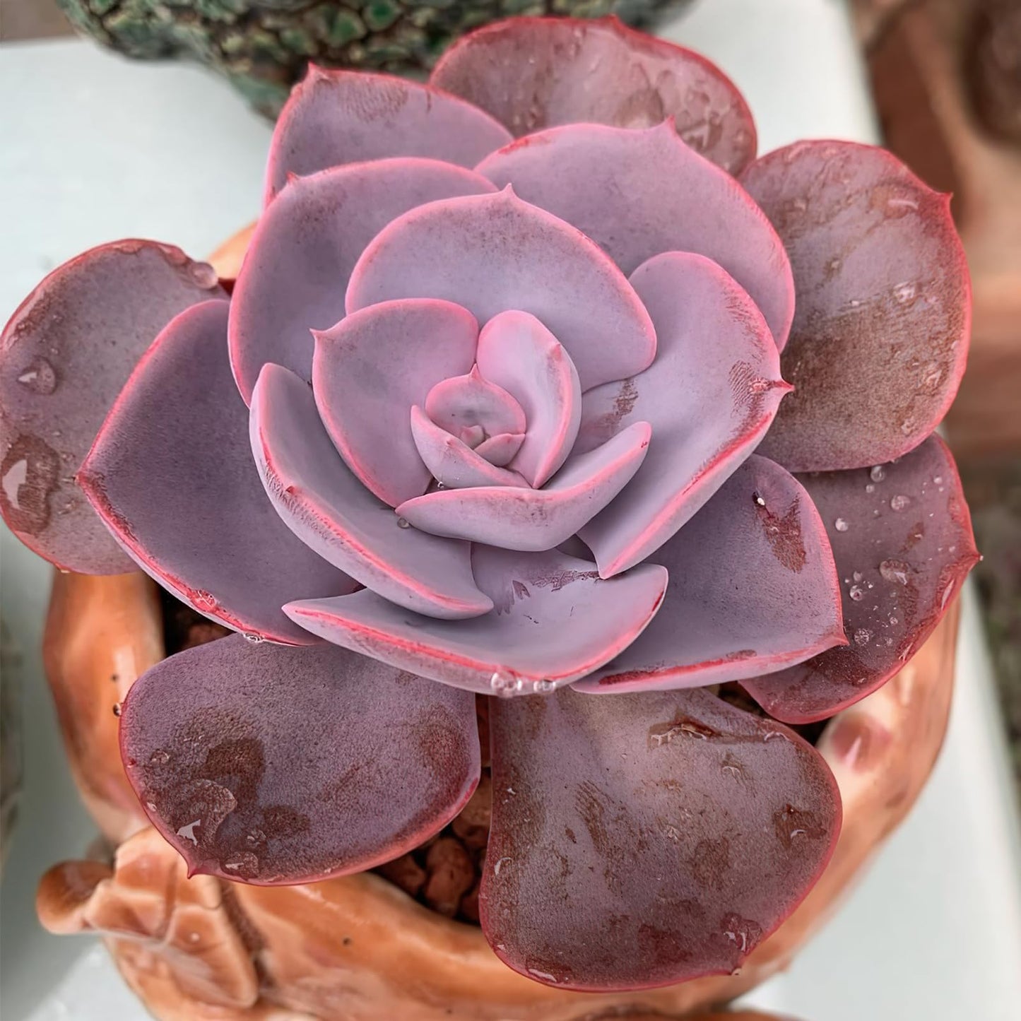 Sprout N Green Live Echeveria 'Dusty Rose', Rare Mini Succulent Plant Fully Rooted in 4" Pot, Real House Plant for Indoor Outdoor Home Office Wedding Decoration Party Favor