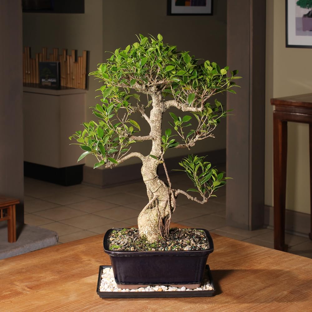 Brussel's Bonsai - Live Golden Gate Ficus Bonsai Tree with Ceramic Bonsai Pot & Humidity Tray, Indoor Bonsai Plant, 4 Years Old, 5-8 Inches Tall, Easy Care Houseplant for Home or Office (Small, Green)