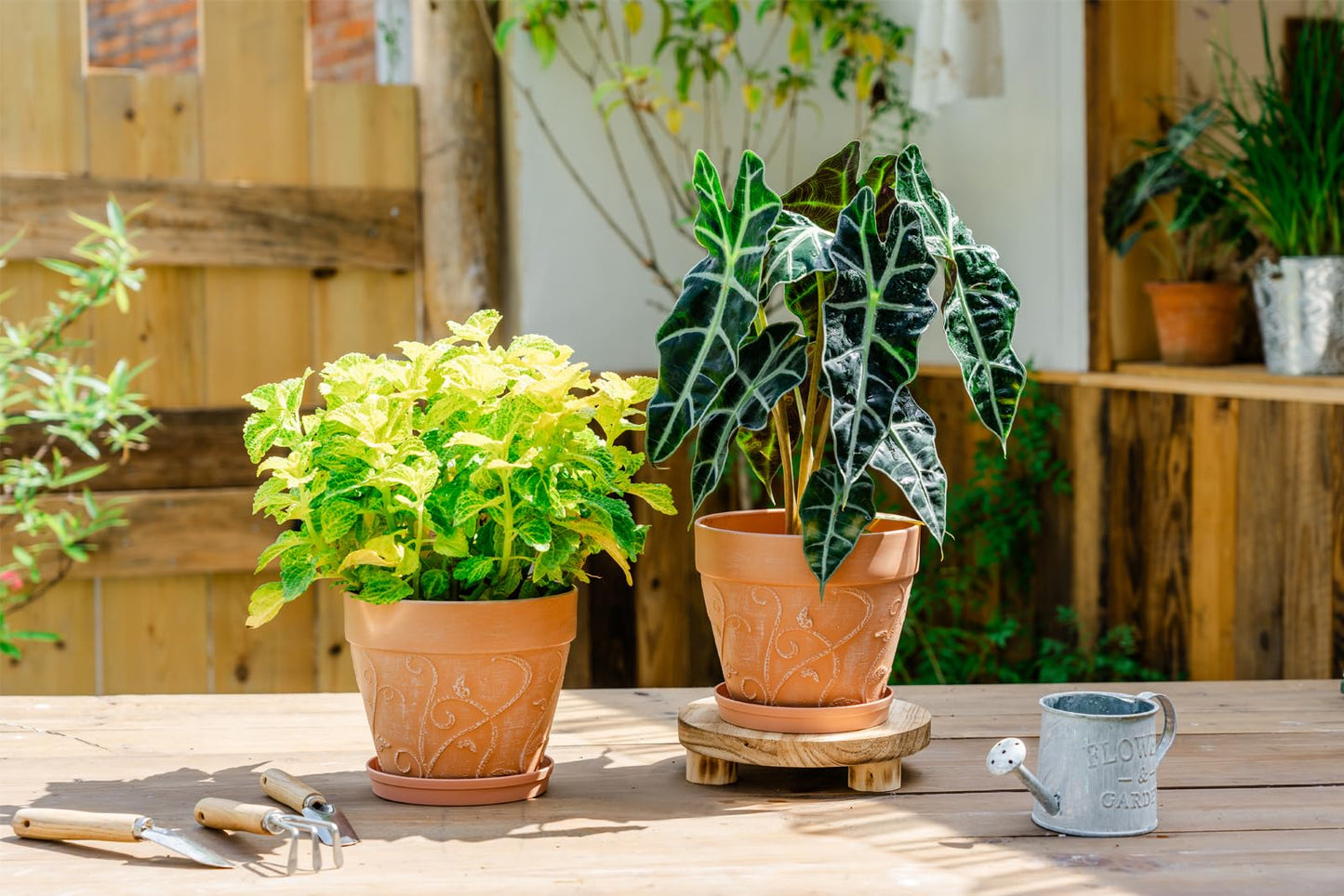 Melphoe Plant Pots Indoor with Drainage & Saucer, 2Pack 7 inch Flower Pots Outdoor Planters for Indoor Plants Garden Home Decor Cactus Succulent, Rigid Plastic (Imitation-Terracotta) Vine-Embossed