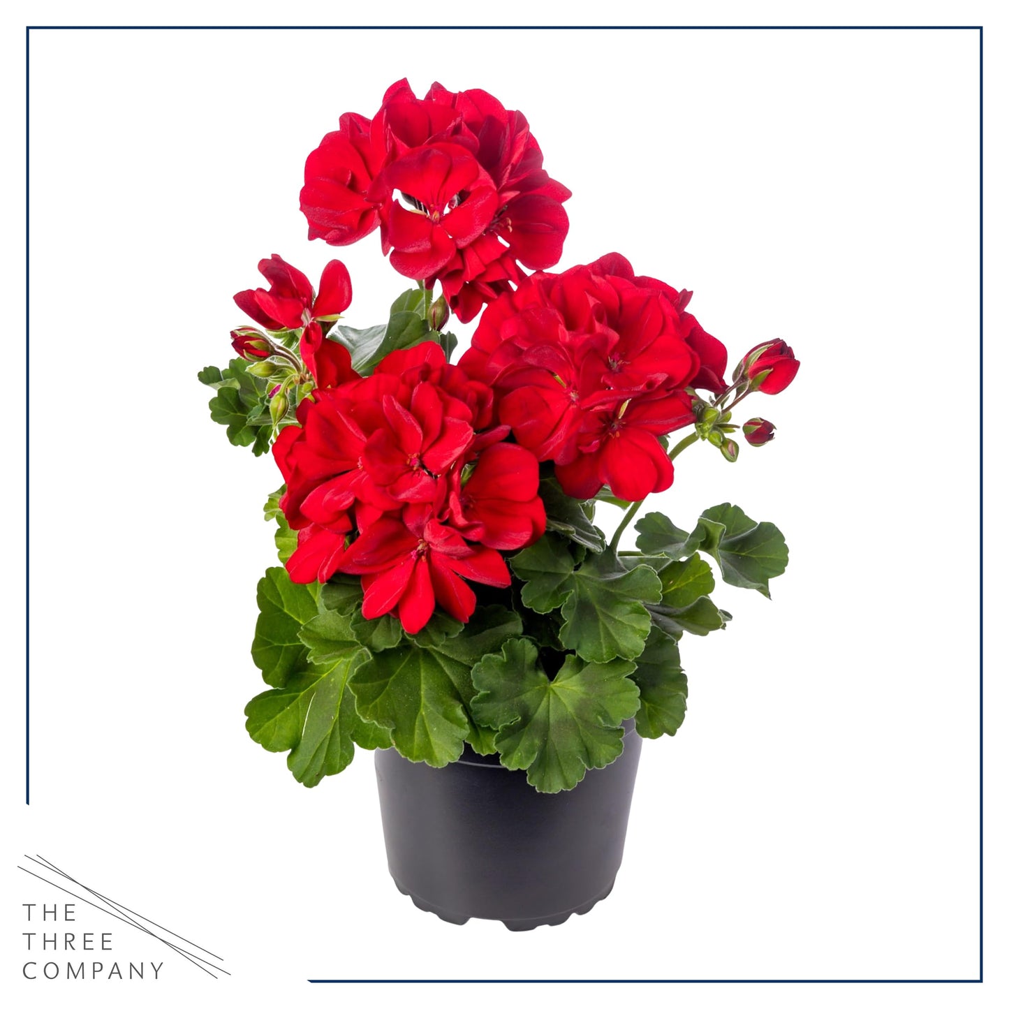 Live Flowering Zonal Geraniums - Red (3 Plants Per Pack) - Beautiful Spring Flowers - 12" Tall by 5" Wide in 1 Qt Pot