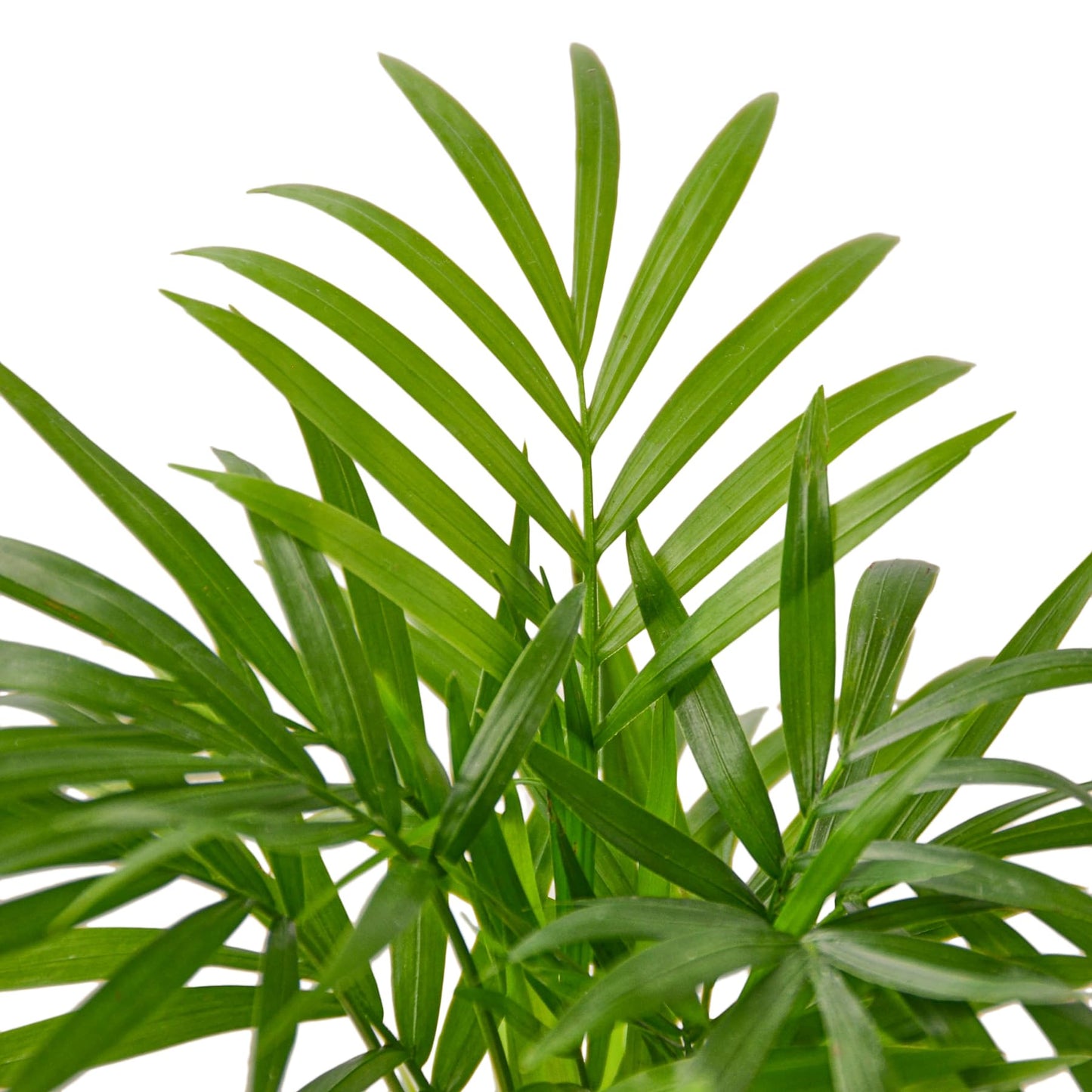 Parlor Palm Live Indoor Plant | Neanthebella Live Plant | Air Purifying Plant | Ship from CA in Nursey Pot | PET Friendly (Small Plant, 2" Pot)
