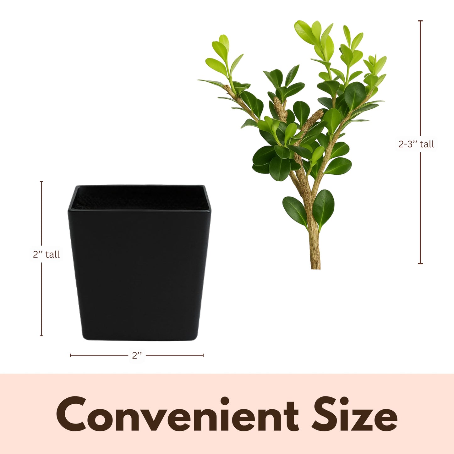 My Shelfie – Winter Gem Boxwood Bonsai Starter Tree (Buxus microphylla Japonica ‘Winter Gem’), 2-Inch Live Evergreen Shrub for Indoor or Outdoor Garden, Landscape, and Home Décor (1)
