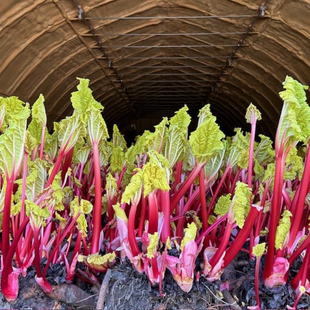 5 Rhubarb Plants Root for Planting, Red Rhubarb Plant Roots, Size 3 to 6 Inch, Perennial Hardy Vegetable Plants for Planting Outdoors