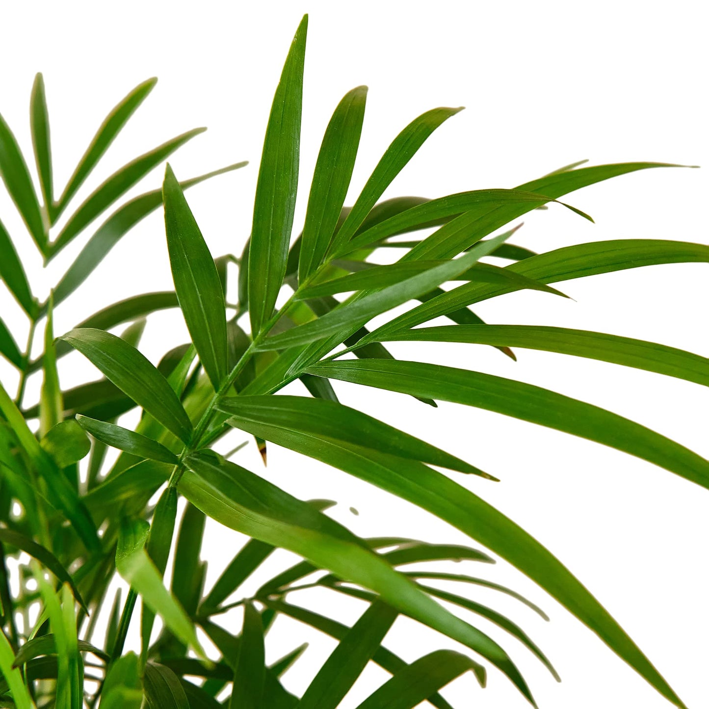 Parlor Palm Live Indoor Plant | Neanthebella Live Plant | Air Purifying Plant | Ship from CA in Nursey Pot | PET Friendly (Small Plant, 2" Pot)