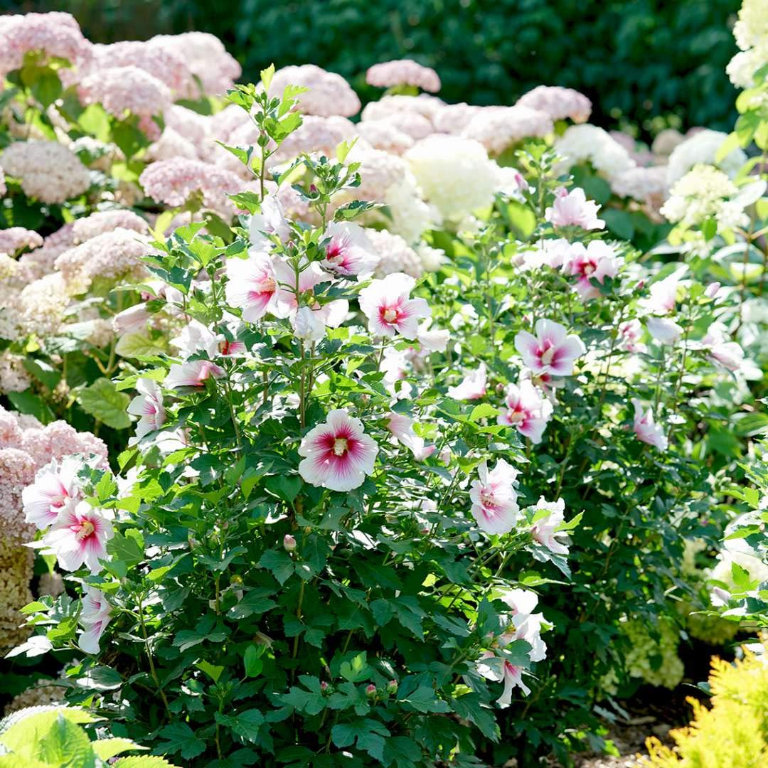 Paraplu Pink Ink® Hibiscus - Rose of Sharon - Proven Winners - 4" Pot