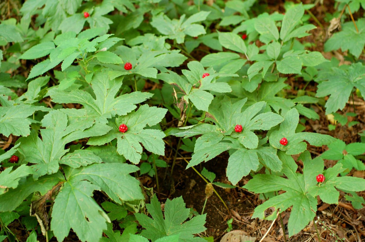 Live Plant - 5 Goldenseal Herb Roots - Orangeroot - Yellow Puccoon - (Hydrastis Canadensis)