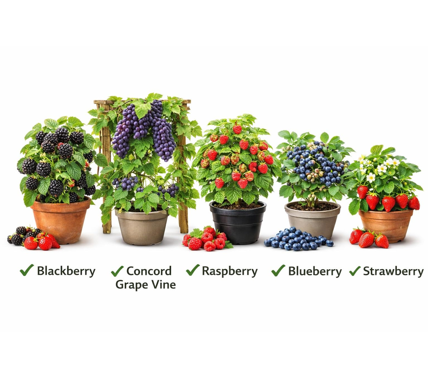 Live Berry Starter Plant Variety Pack – 1 Year Seedlings BlackBerry, Raspberry, Blueberry, Grape, & 5 Strawberry Roots, Edible Fruit Garden Kit, Outdoor Planting, Beginner Friendly Home Garden