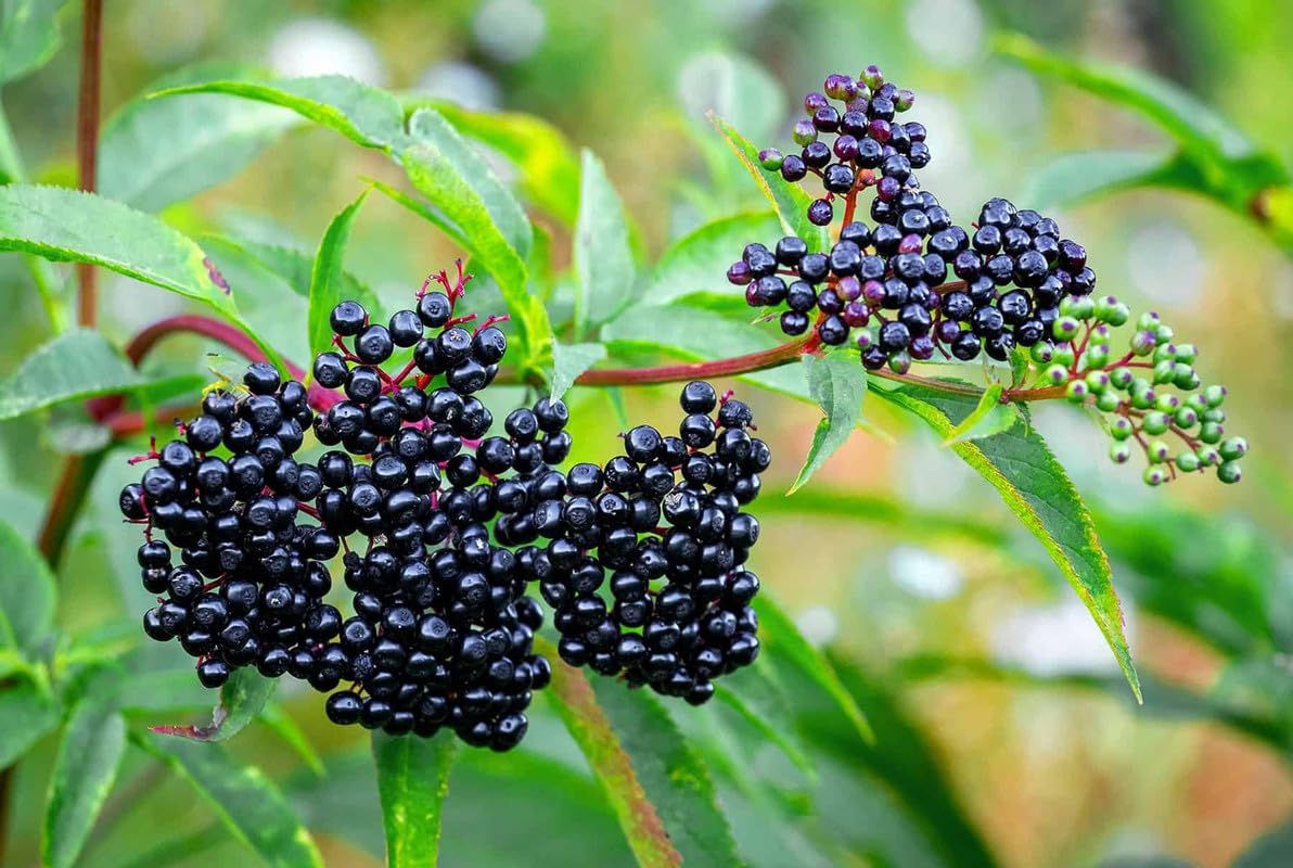 1 Elderberry Plant Live for Planting, American Elderberry Bush Live Plant Black Elderberries 6 to 12 Inc Tall