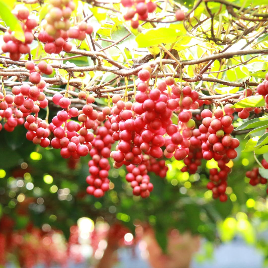 Red Seedless Grape Vines Trees Live Plants, Well-Rooted 1 to 2 Years Old Trim 5-9" in Tall, Grapes Plant Live for Outdoor Planting, Zones 3-9