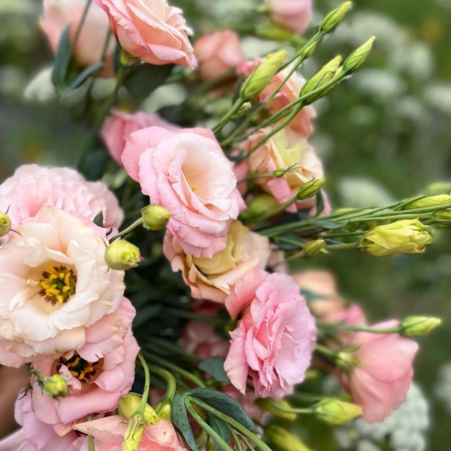 Apricot Lisianthus Eustoma Lisianthus Live Plant, Flowers Well Rooted Plug, 3-5'' Tall, Rose Plant for Landscape