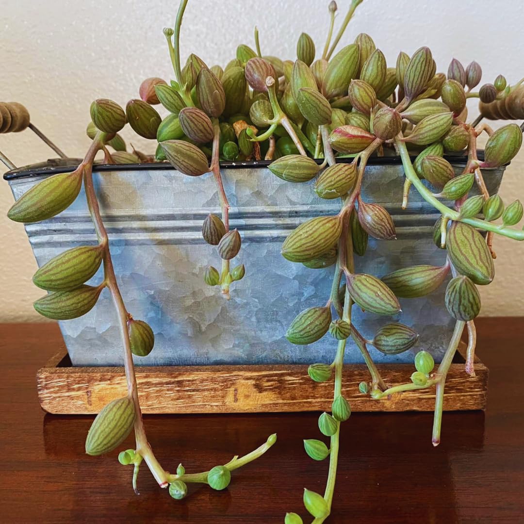 String of Watermelon Live Plants, Easy Indoor Trailing Succulent in 2.5" Pot, Hanging Succulent Houseplant Indoor Outdoor Planting