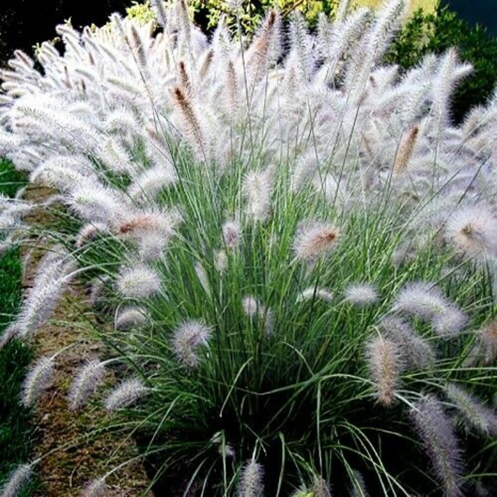 Set 3 Fountain Grass Plants Live Clumps for Planting Your Garden, 4-8 Inch Tall, Ornamental Grasses Live Plants Perennial (Dwarf White Fountain Grass)