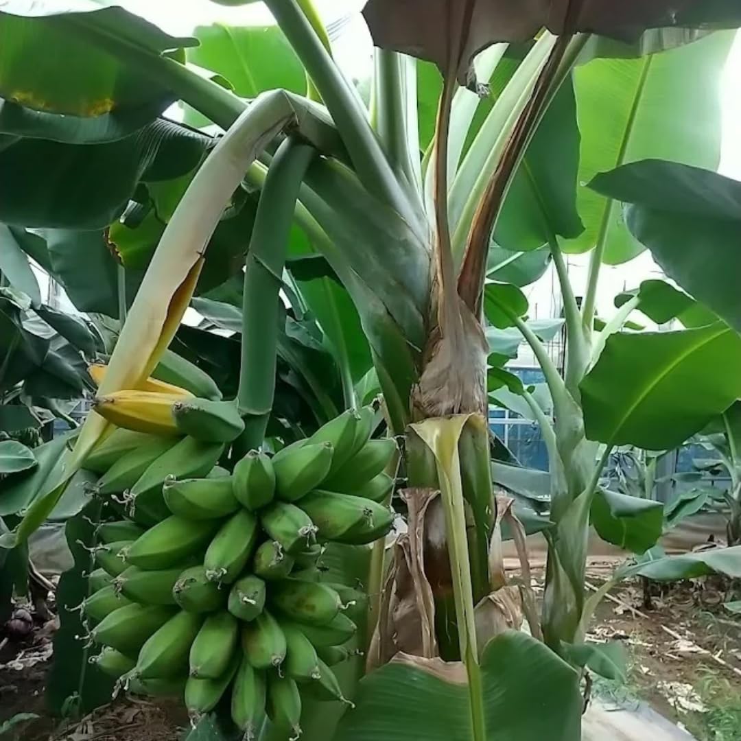 Banana Trees Live Plants from 4 to 6 Inc Long, Grand Nain Banana Plants Live for Planting Gardening Outdoor and Indoor, 1 Plant