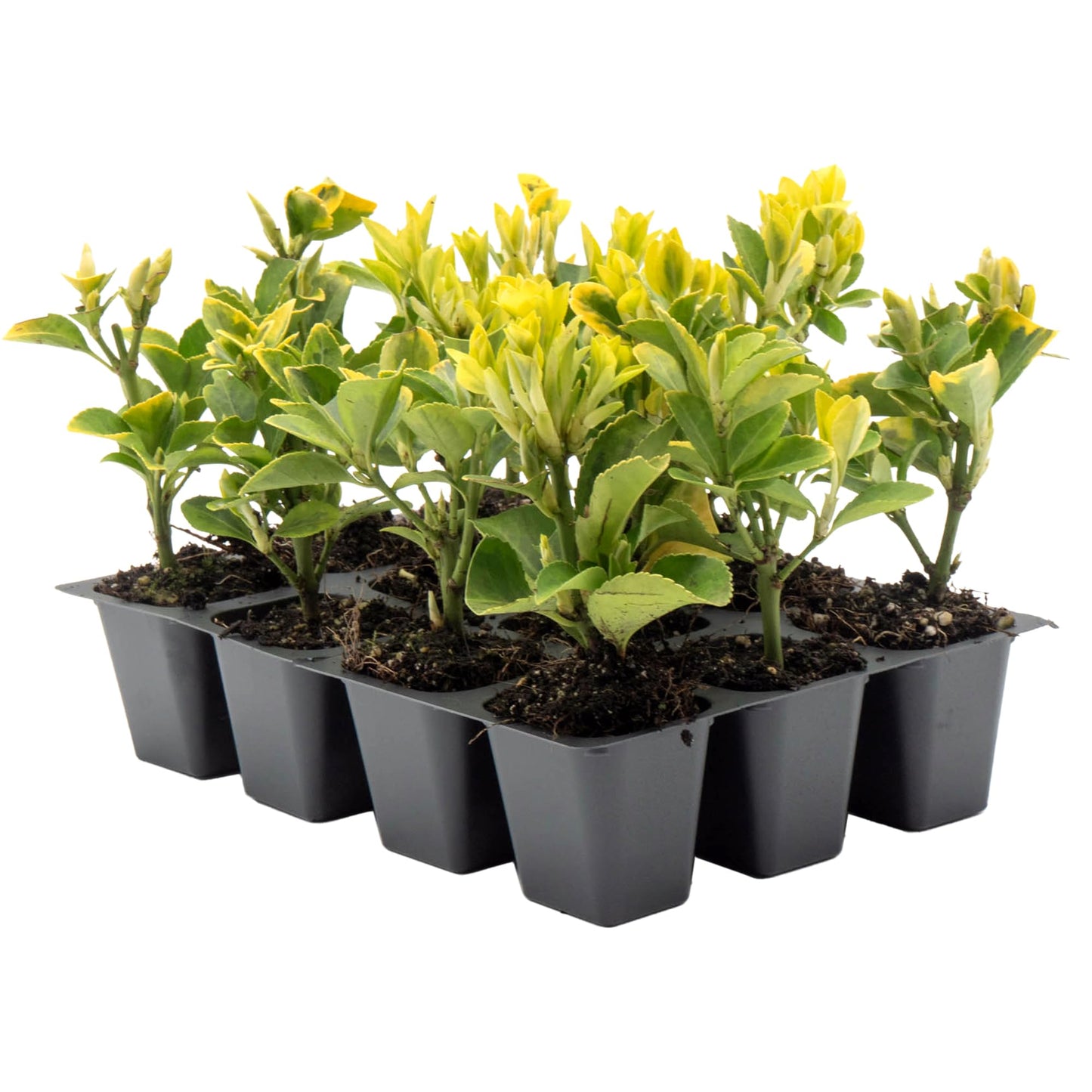 12 Golden Euonymus Shrubs | Live Plants in 2.5-inch Nursery Cubes | Japonica ‘Aureo-Marginatus’ Variety | Easy-Care Evergreen | Variegated Yellow-Green Foliage | Hedges & Shrubs for Home & Garden