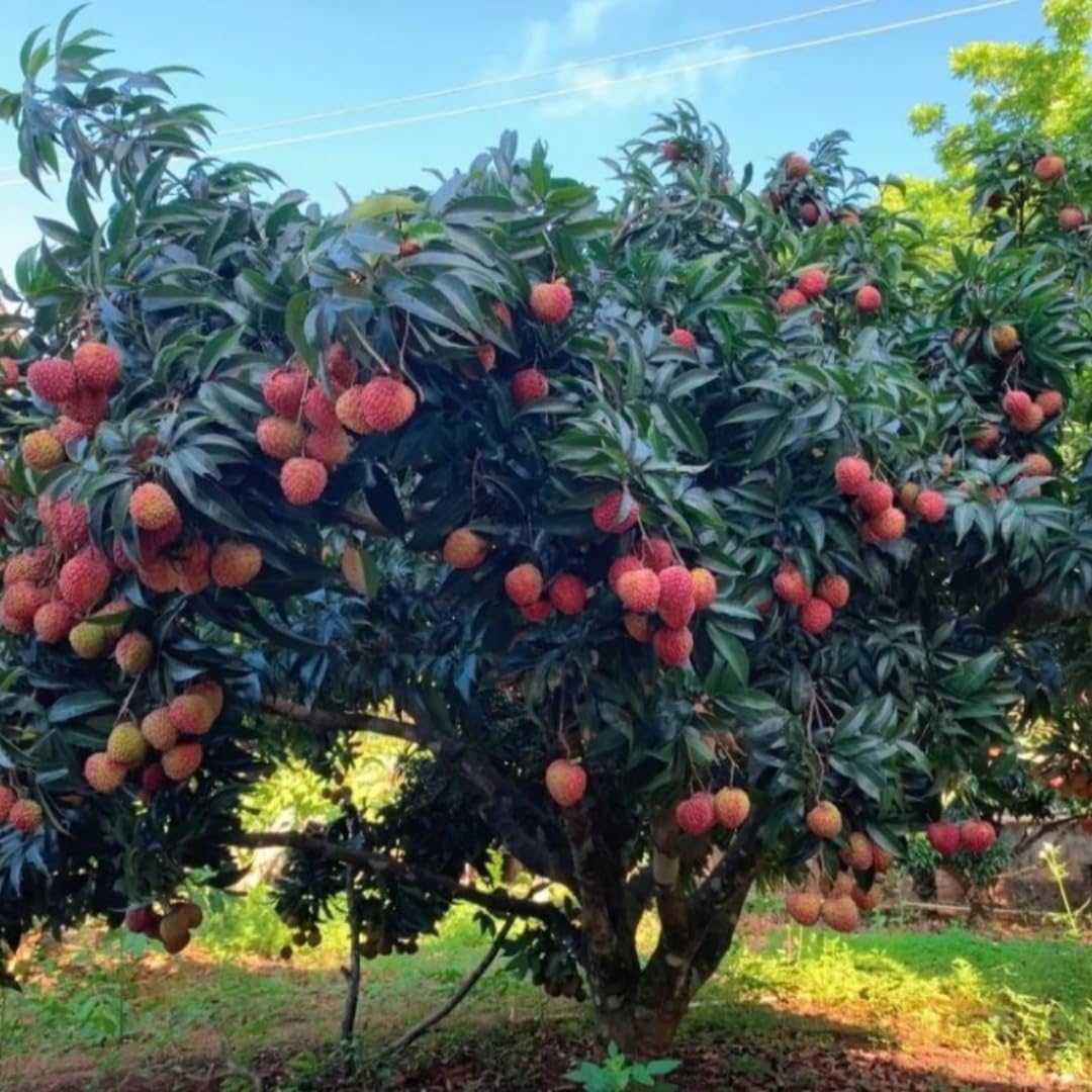 15 Lychee Seeds for Planting, Lychee Fruit Seeds Garden