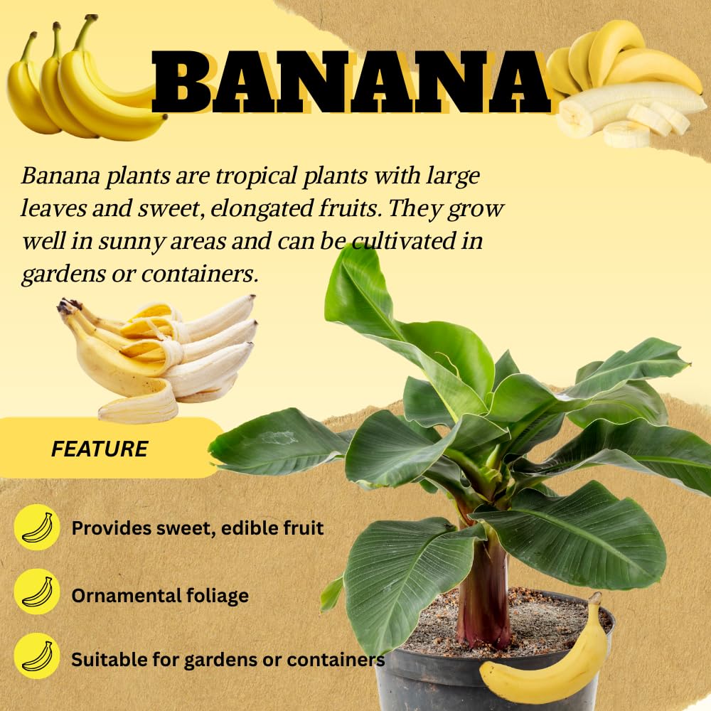 Banana Tree Live Plant, Banana Plant Live, Cold Hardy, Well-Rooted, Sweet Fruit, 4-6 Inches Tall for Outdoor Planting (Dwarf Cavendish Banana)