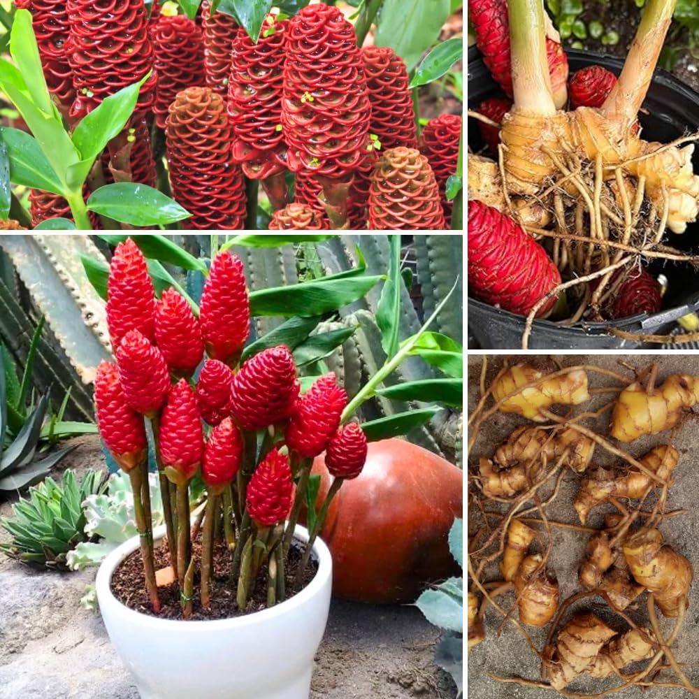 Pack 8 Awapuhi Shampoo Ginger Roots, Zingiber Zerumbet Pinecone Ginger Rhizomes to Grow