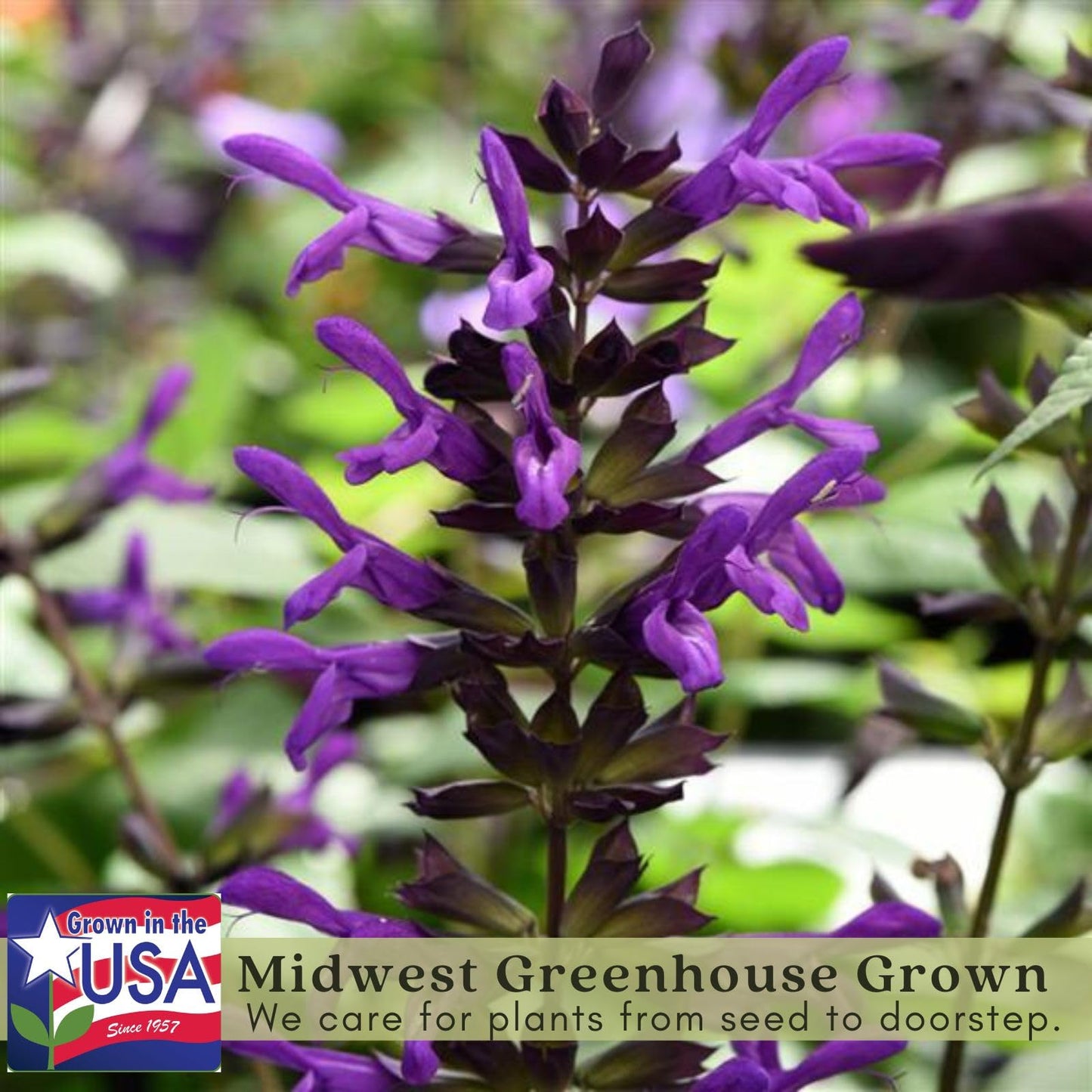 Clovers Garden Salvia Purple and Bloom Plants - Two (2) Live Plants – Non-GMO - Not Seeds - Each 4" to 8" Tall – in 4" Inch Pots - Pollinator Magnet, Heat Tolerant, Low Maintenance