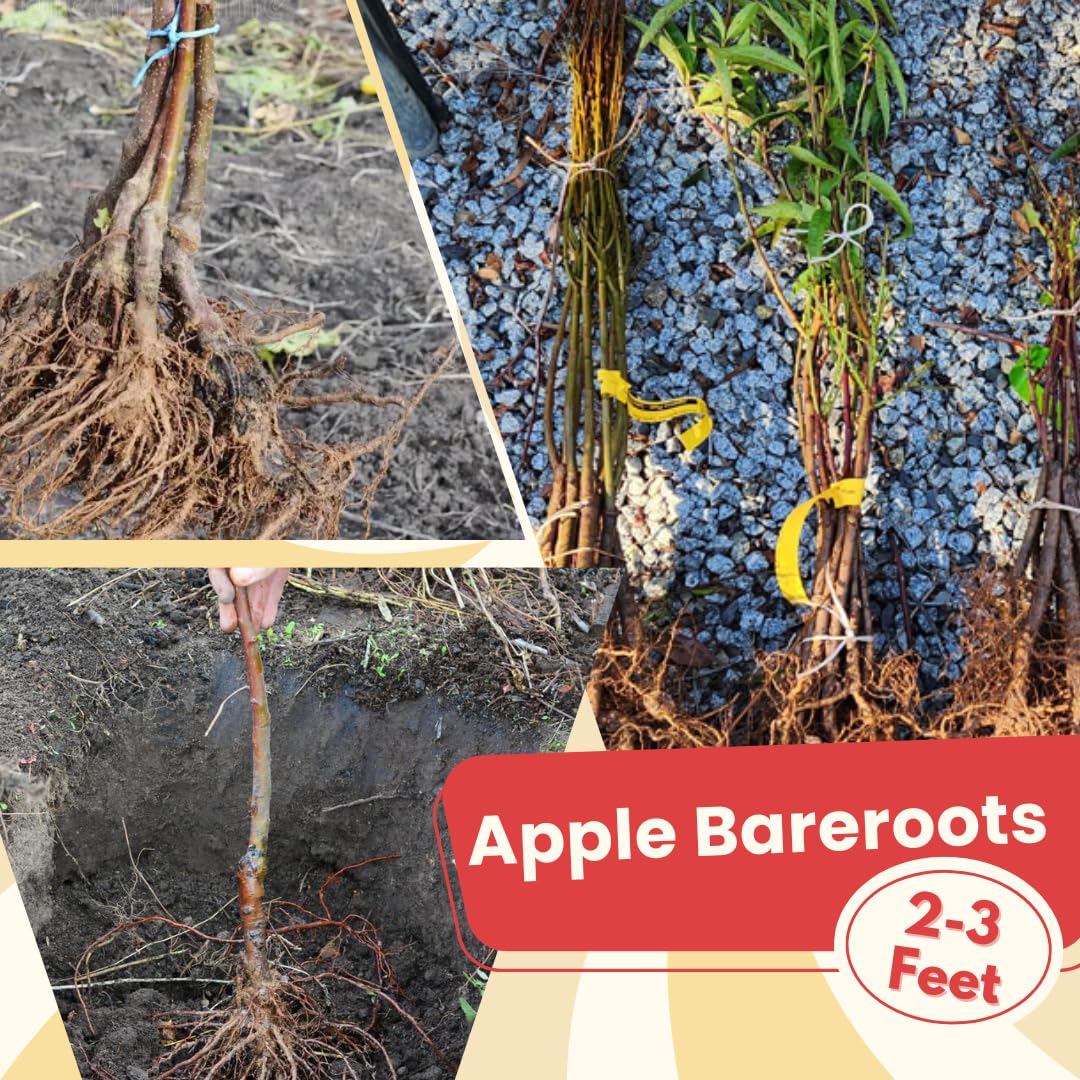 Delicious Apple Tree Live Plant, Bareroot 2 to 3 Feet Tall, Sweet Apple Plant Live for Planting, Live Apple Tree Plant, Apple Fruit Tree (Yellow Apple)