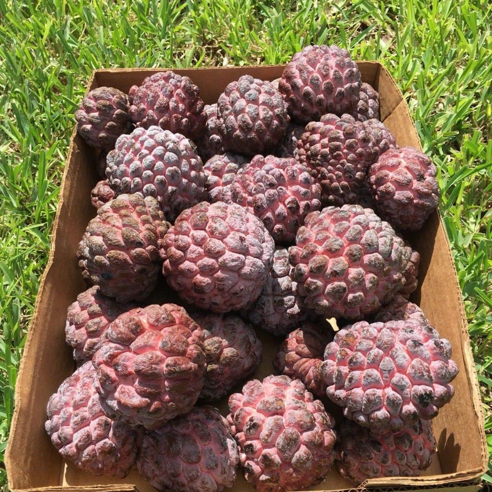 Red Sugar Apple Plant Live for Planting 2-3 Feet Tall, 3 Gallon Pot, Annona Squamosa Sugar Apple Tree Live Plant, No Ship to CA