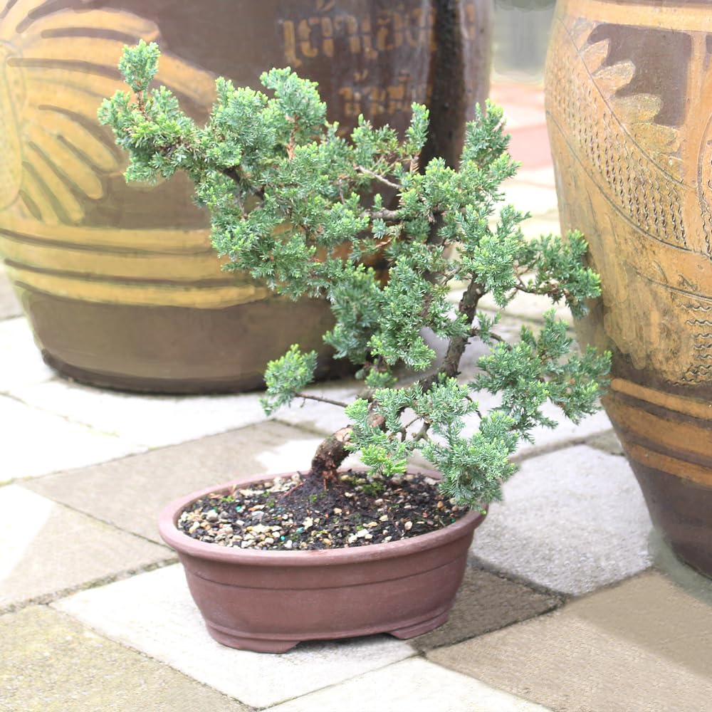 Brussel's Bonsai Live Green Mound Juniper Bonsai Tree - Large, 7 Year, 12 to 16 Inches - Outdoor Bonsai Tree Live with Bonsai Pot