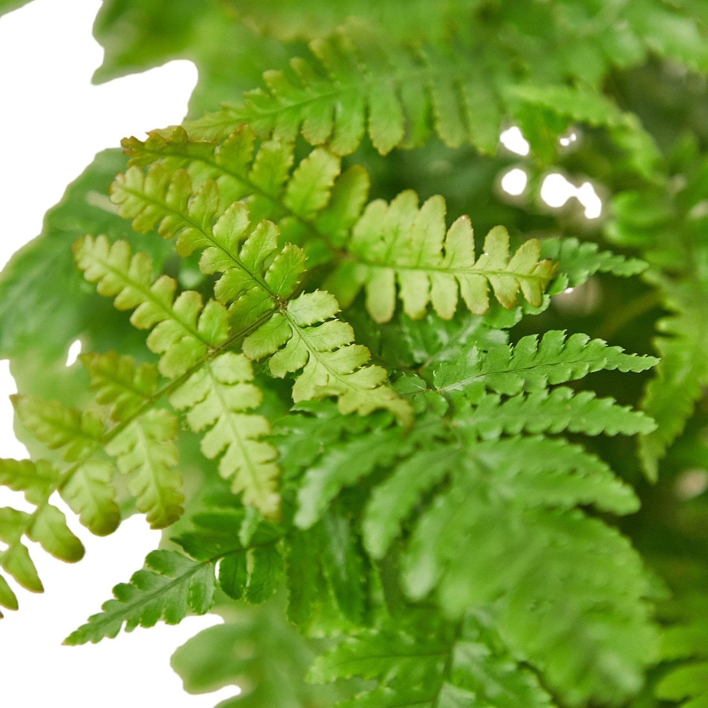Autumn' Fern | Live Plant for Indoor & Outdoor | for Living Room, Office, Bathroom | (4" Pot)