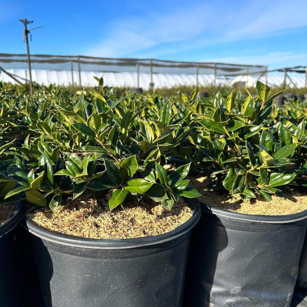 Carissa Holly (3 Gallon) - Evergreen Shrub