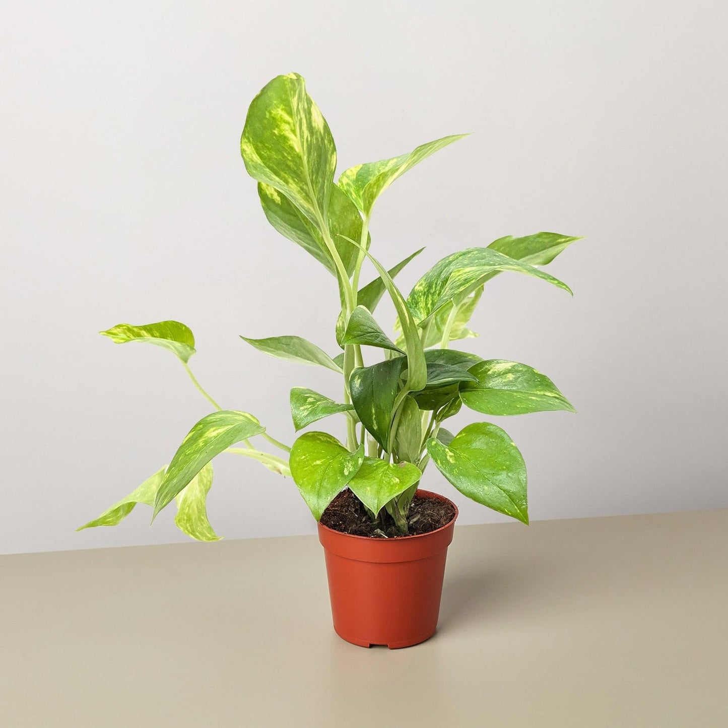 Pothos 'Golden' | Live Plant for Indoor & Outdoor | for Living Room, Office, Bathroom | (3" Pot)