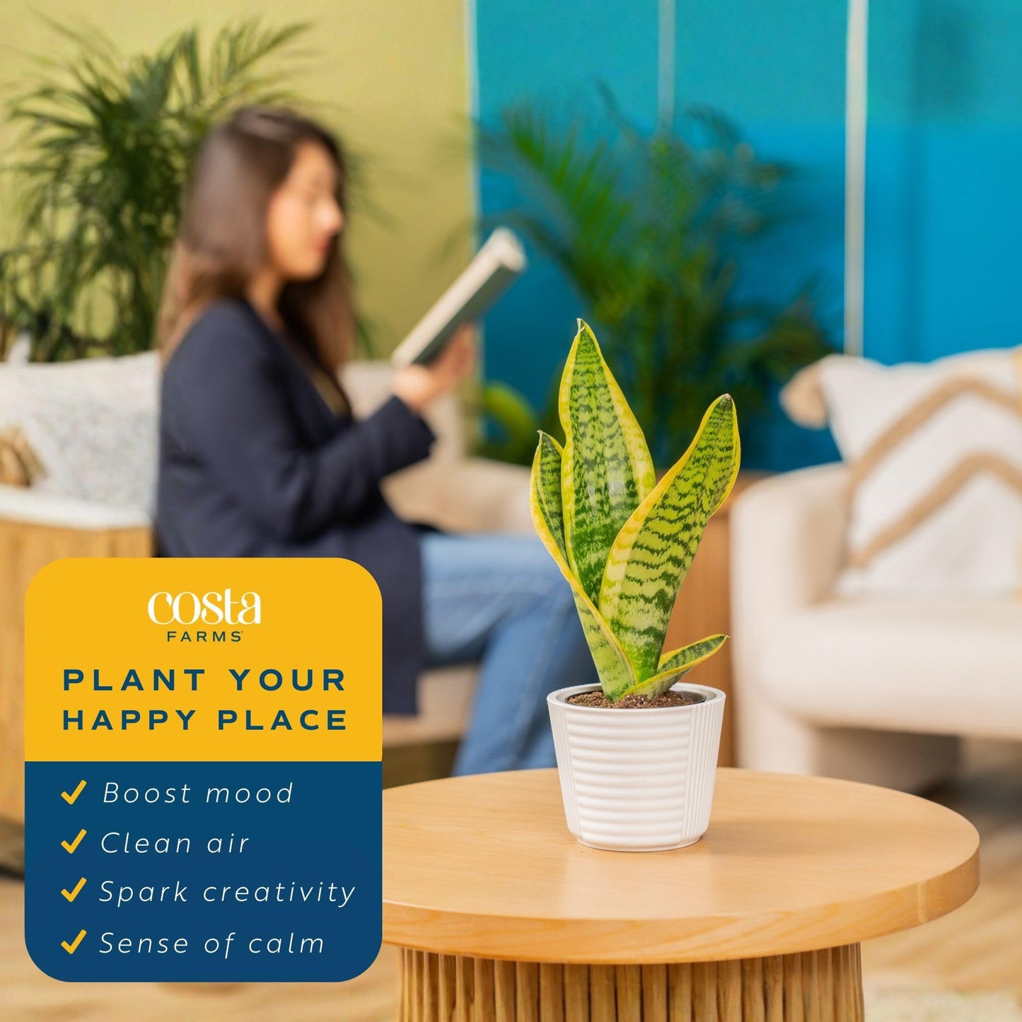 Costa Farms Snake Plant Live Houseplants (2-Pack), Sansevieria in Decor Pots, Live Indoor Plants for Low Light, Easy Care Succulents for Plant Shelf, Home Decor & Office Desk, 8-12 Inches Tall