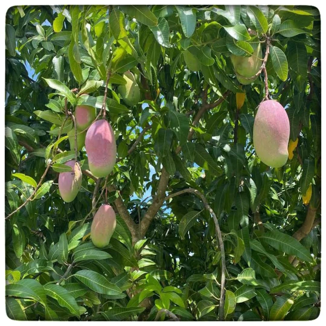 Grafted Valencia Pride Yellow Mango Plant 2.5–3 Ft | Live Mango Fruit Tree | Fast-Growing Tropical Variety for Outdoor Growing & Container Gardening | No Ship to CA,HI,AK