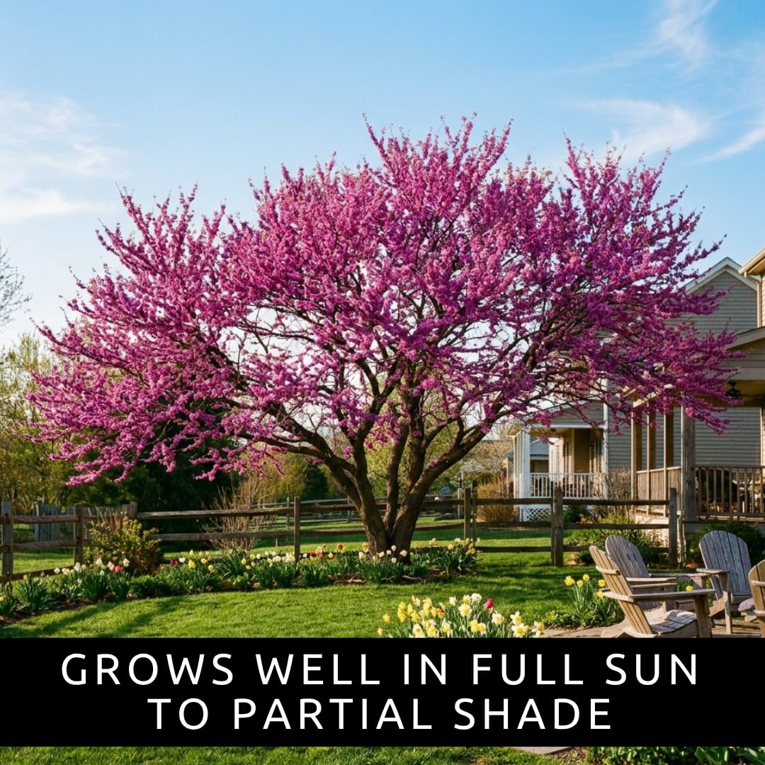 Eastern Redbud Tree Seedlings for Planting - Amazing Pink Spring Flowers - No Ship to California (1 Seedling)
