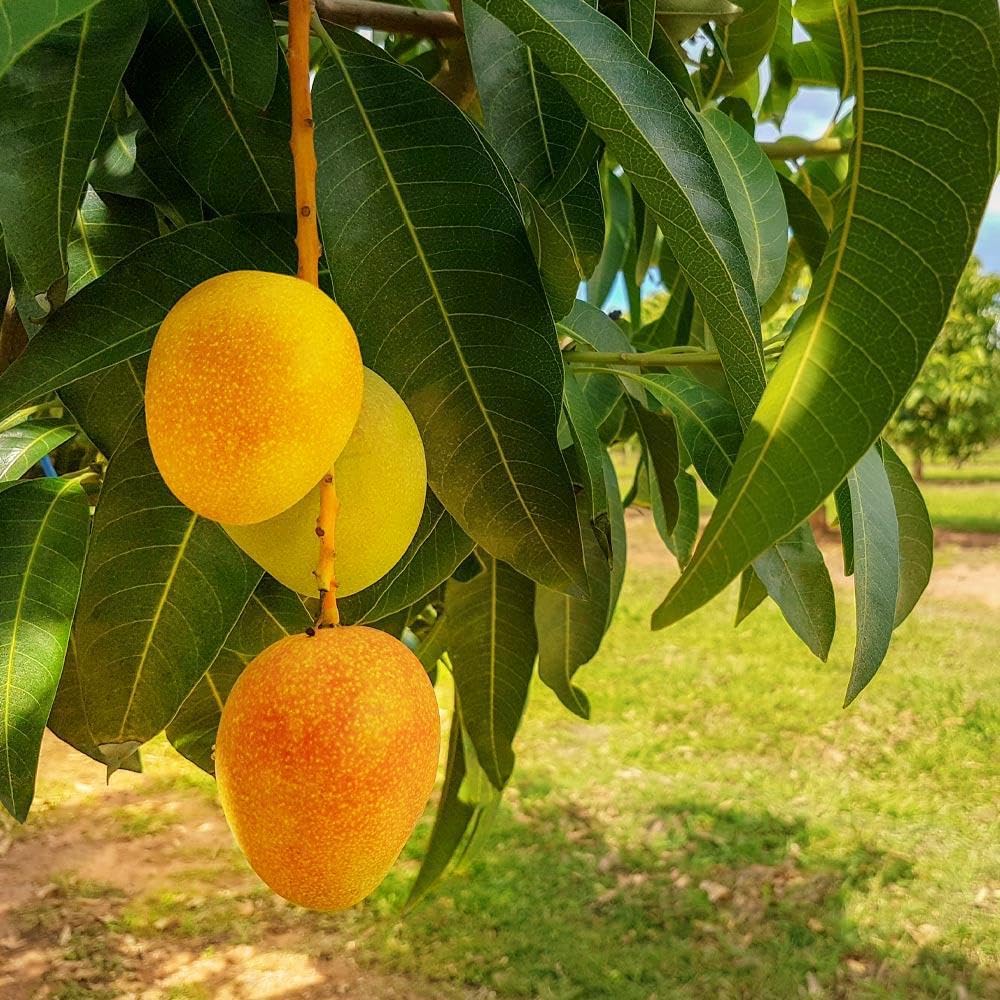 Honey Kiss Mango Tree – 1.5-2 Feet Tall, Naturally Seed Grown | Live Dwarf Tropical Fruit Tree (Mangifera Indica) | Compact, Container-Friendly Variety | Sweet, Fiberless Honey Like Mango