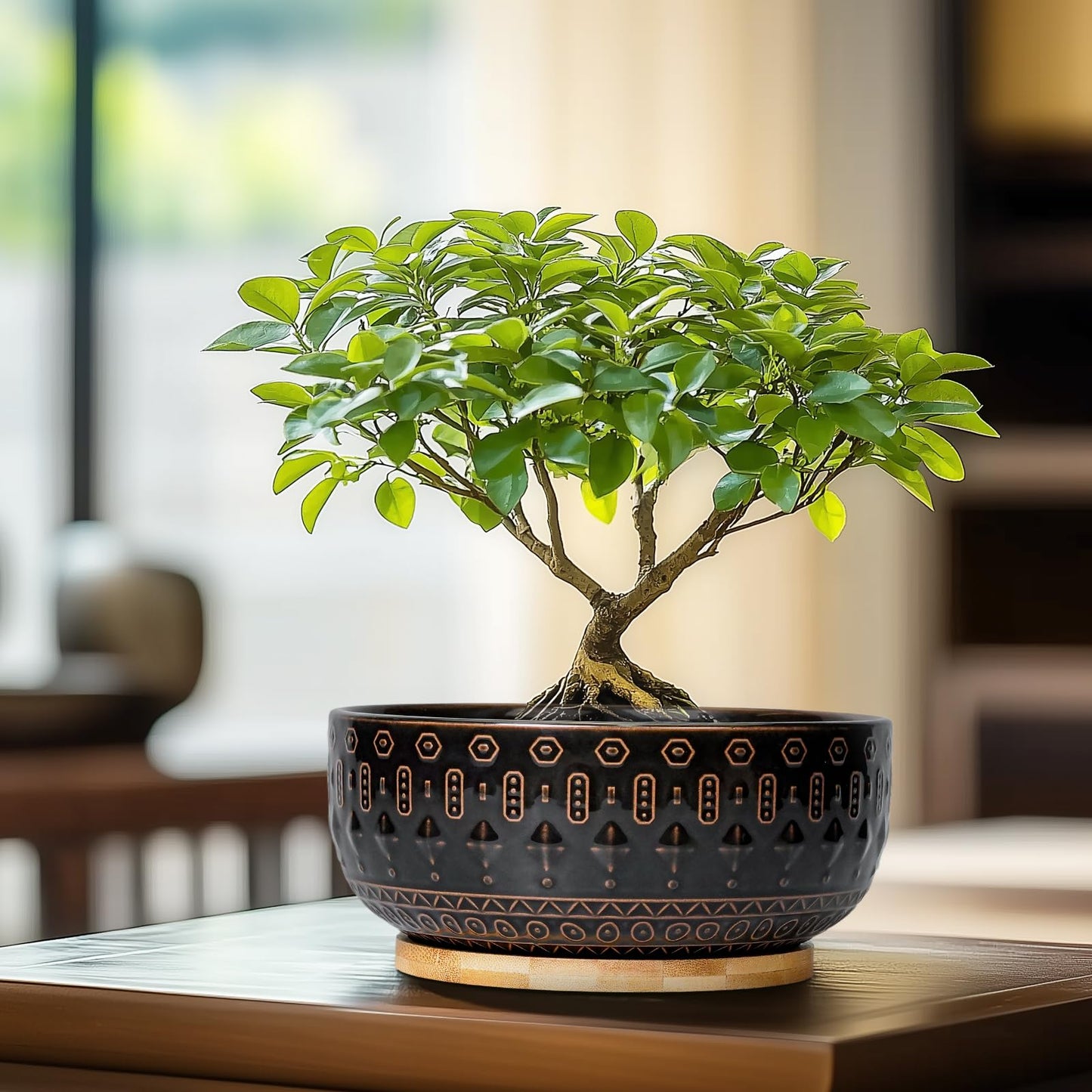 Fivepot Bonsai Planter - 8 Inch Ceramic Pots for Plants Indoor, Shallow Round Succulent Bowl with Drainage Hole and Tray for Cactus, Boho Room Garden House Decor, Birthday Gifts, Black