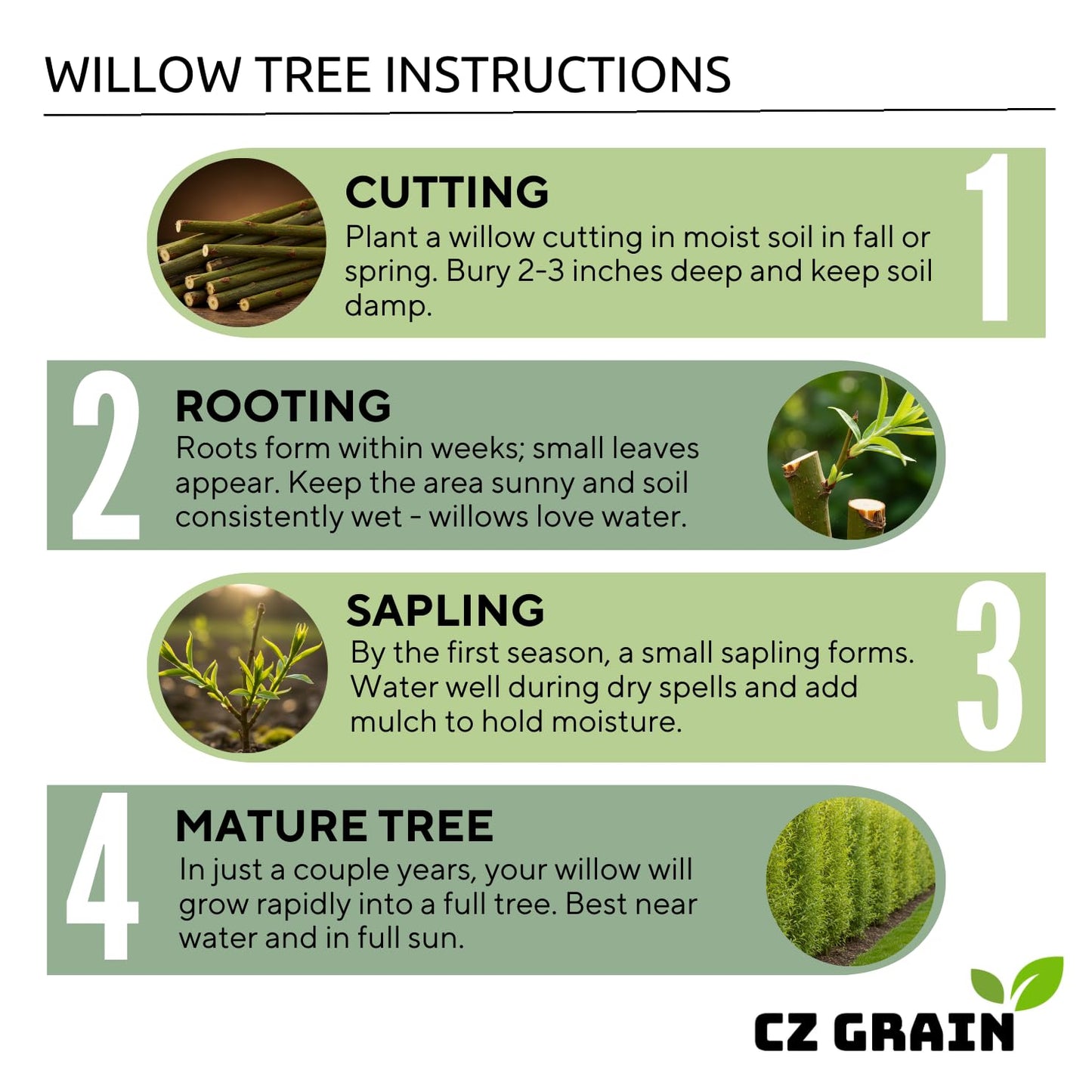 2 Miniature Weeping Willow Tree Cuttings to Grow - Stunning Weeping Branches are a Sight to See - Fast & Easy to Grow - Perfect for Indoor Pots or Outdoor Gardens, Unique Bonsai Gift for Gardeners