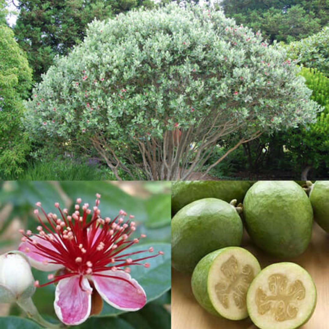 2 Pineapple Guava Trees Live Plants for Outdoor Planting, 4 to 6" Starter Plant, Fragrant and Sweet Guava