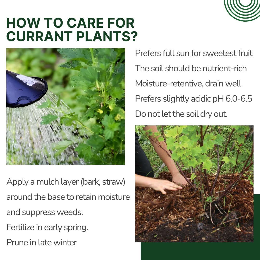 Live Currant Bush Plant Fast Growing, Ready Bear Fruit Within 1 Year - No NC, WV, NH, 6-14" Tall, Great for Backyard or Orchard Growing, Currant Plant (Red)