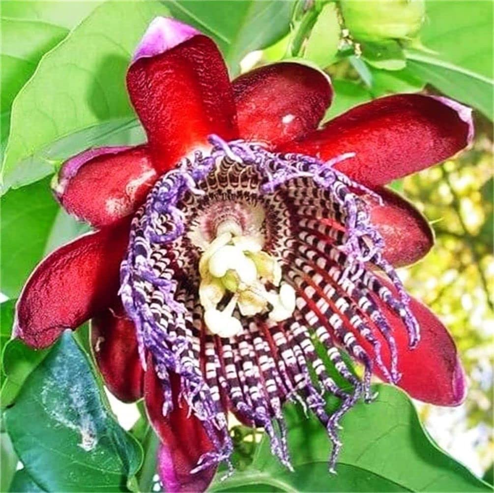 Passion Flower Seeds Mixed Color 40 Pcs+ Passion Fruit Seeds - Vine Perennial Flower Seeds, Green