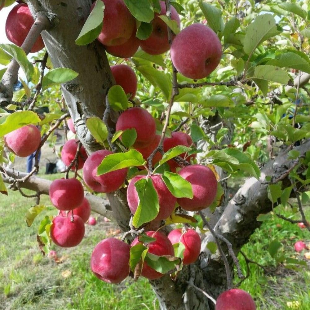 Red Apple Trees Live Plants 3-4 Feet Tall, Sweet Apple Fruit Plants Live 3 Gallon Pot, Hardy Fruit Trees for Planting, No Ship to CA
