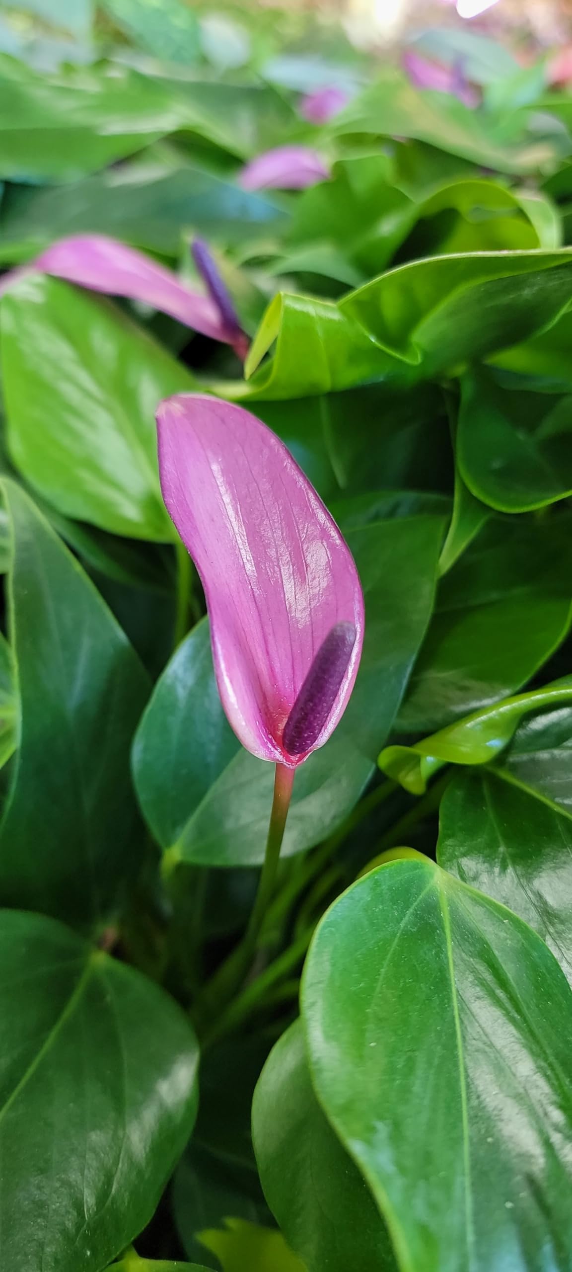 Anthurium Tiny Purple in 4 inch Nursery Plant Pot Live Rare Exotic Tropical Indoor House Plants Easy to Grow Housewarming Gift Decoration Gift for Home or Office by 3exoticgreen