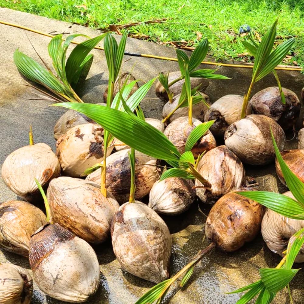 Yellow Coconut Tree Live Plants, Live Sprouted Coconut for Edible Gardening, Sweet Tropical Fruit Tree for Zones 10-11, 6-8 Inch Tall