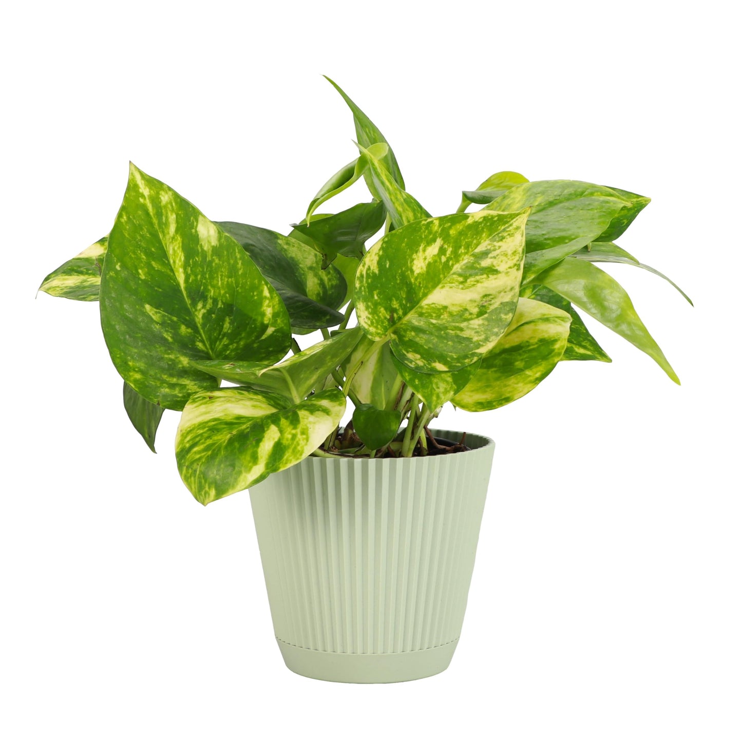 Thorsen's Greenhouse Golden Pothos, Live Indoor Vining Plant, Easy to Grow, Variegated Houseplant, Natural Air Purifier (Sage, 4-inch Pot)
