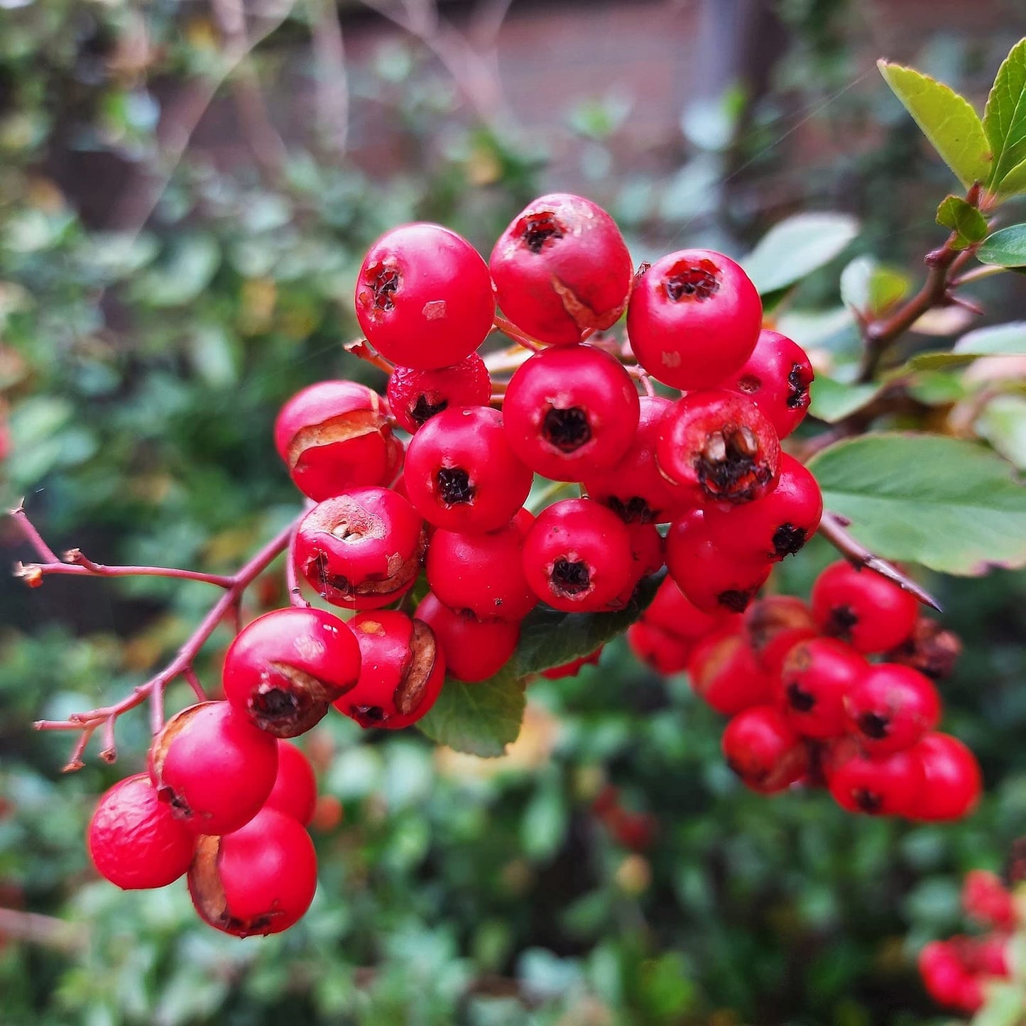 Scarlet Firethorn - Pyracantha coccinea - Live Shrub Plant - Red Berry White Flower - Emerald Goddess Gardens - Starter Sz 4 Inch Pot